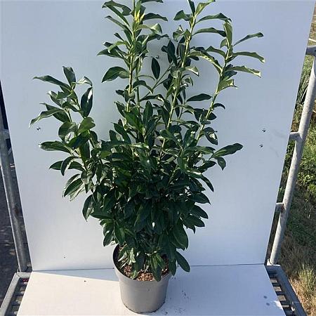 Prunus l. Genolia Pot 12 liter 100 - 125 cm
