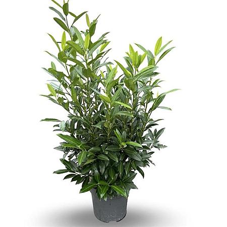Prunus l. 'Herbergii' Pot 12 liter 100 - 125 cm