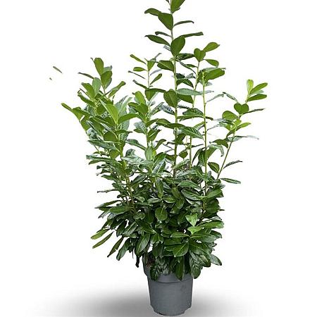 Prunus l. 'Novita' Pot 12 liter 125 - 150 cm