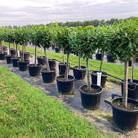 Prunus l. 'Novita' Pot 70 Liter Stam 80 cm