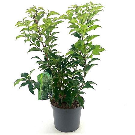 Prunus lusitanica 'Brenelia' Pot 3 Liter 30 - 40 cm