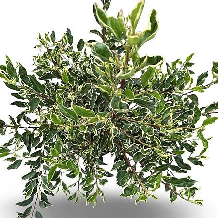 Prunus lusitanica 'Variegata' Pot 12 liter 80 - 100 cm