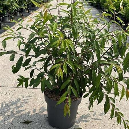 Prunus serrula Pot 12 liter 100 - 125 cm