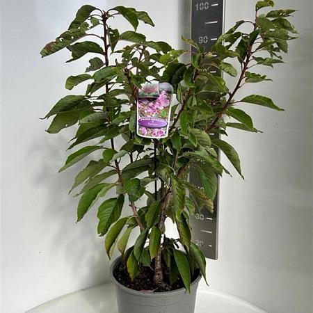 Prunus ser. 'Kanzan' Pot 10 liter 100 - 125 cm