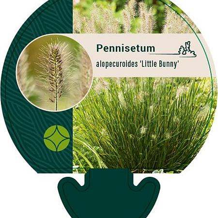 Pennisetum al. 'Little Bunny' Pot 9 cm