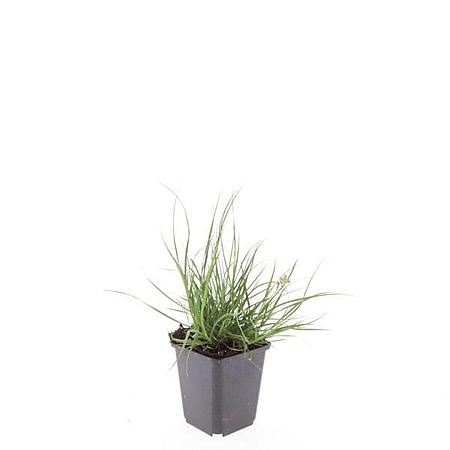 Pennisetum al. 'Little Bunny' Pot 9 cm