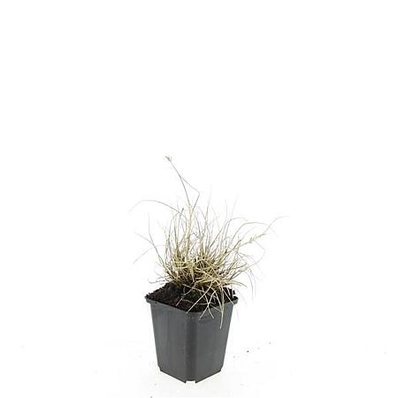 Pennisetum al. 'Little Bunny' Pot 9 cm