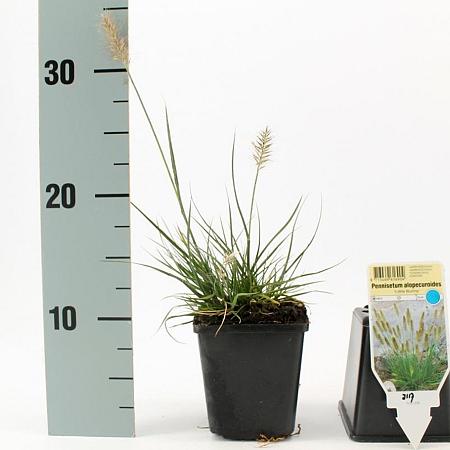 Pennisetum al. 'Little Bunny' Pot 9 cm