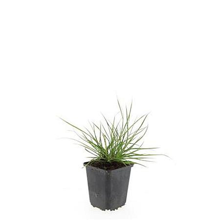 Pennisetum al. 'Little Bunny' Pot 9 cm