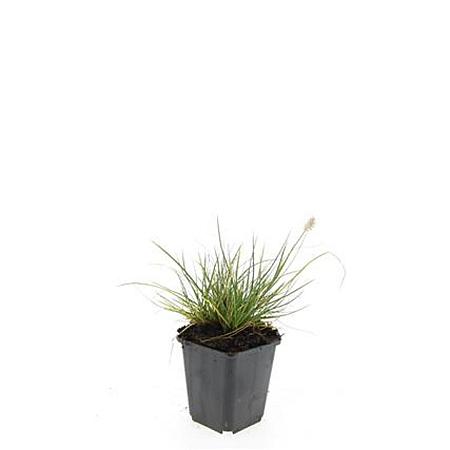 Pennisetum al. 'Little Bunny' Pot 9 cm