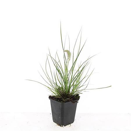 Pennisetum al. 'Little Bunny' Pot 9 cm