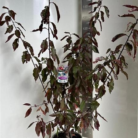 Prunus 'Trailblazer' Pot 10 liter 100 - 125 cm
