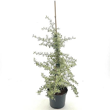 Pyracantha 'Sparkler' Pot 3 Liter 40 - 50 cm
