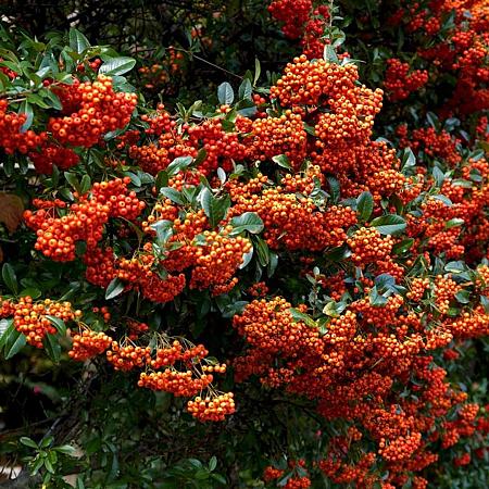 Pyracantha 'Teton' Pot 3 Liter 40 - 50 cm