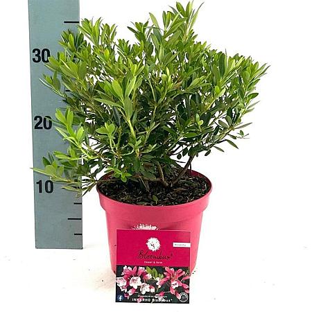 Rhododendron Bloombux Magenta Pot 2 Liter 20 - 30 cm