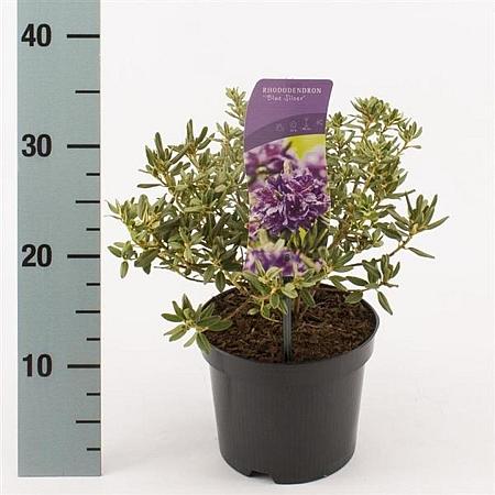 Rhododendron 'Blue Silver' Pot 2 Liter 20 - 30 cm