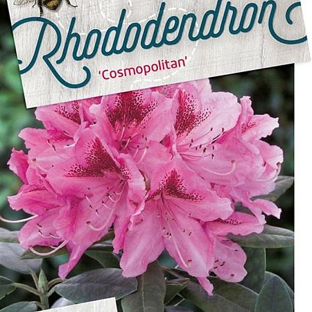 Rhododendron 'Cosmopolitan' Pot 150 liter 120 - 130 cm