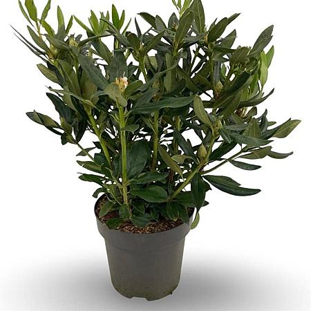 Rhododendron 'Cunningham's White' Pot 12 liter 60 - 80 cm