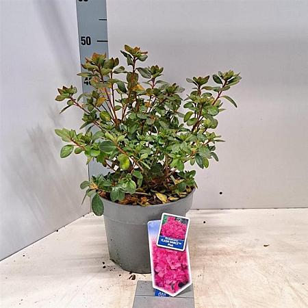 Rhododendron Flash Dance Pink Pot 5 Liter 20 - 30 cm