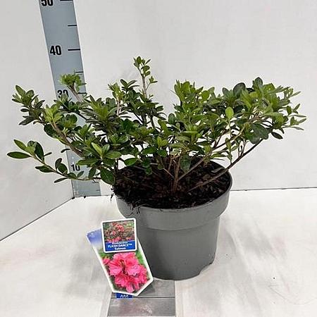 Rhododendron Flash Dance Salmon Pot 5 Liter 20 - 30 cm