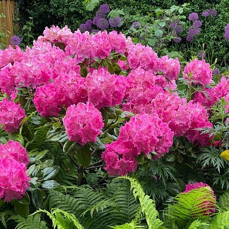 Rhododendron 'Germania' Pot 150 liter 110 - 120 cm