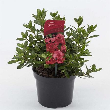 Rhododendron (AJ) 'Moederkensdag' Pot 2 Liter 20 - 30 cm