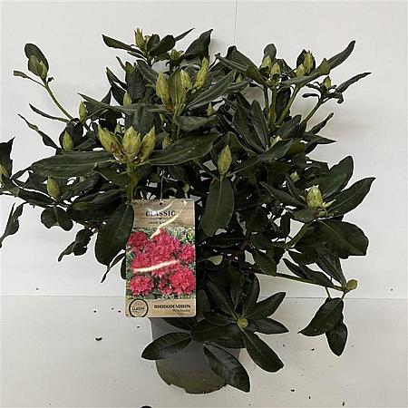 Rhododendron 'Nova Zembla' Pot 12 liter 60 - 80 cm