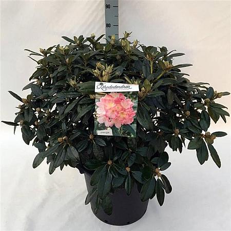 Rhododendron (Y) 'Percy Wiseman' Pot 30 liter 60 - 70 cm