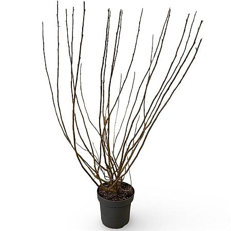 Ribes sang. 'Pulborough Scarlet' Pot 12 liter 100 - 125 cm