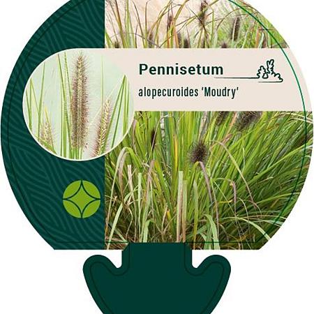 Pennisetum al. 'Moudry' Pot 9 cm