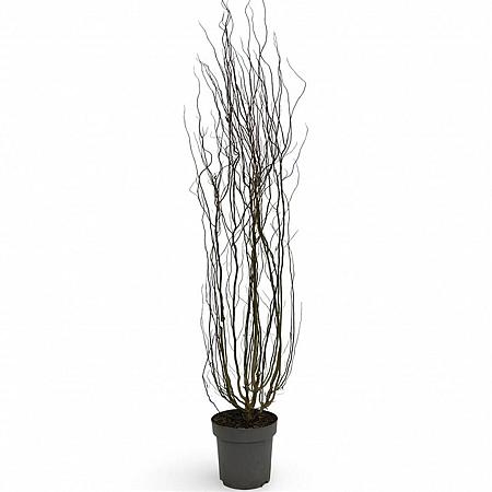 Salix babylonica 'Tortuosa' Pot 12 liter 125 - 150 cm
