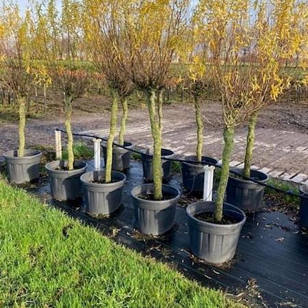 Salix babylonica 'Tortuosa' Pot 70 Liter Stam 80 cm