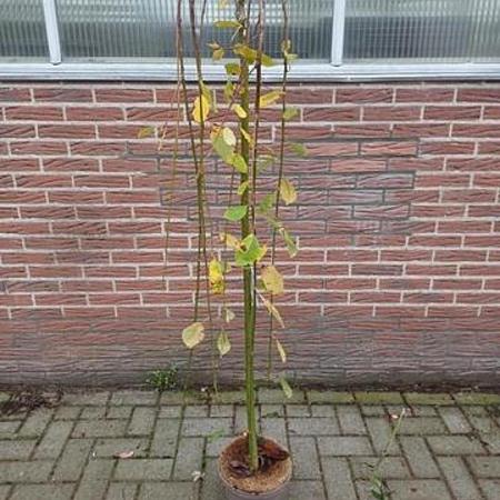 Salix caprea 'Kilmarnock' Pot 5 Liter Stam 120 cm