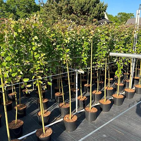 Salix caprea 'Kilmarnock' Pot 5 Liter Stam 120 cm