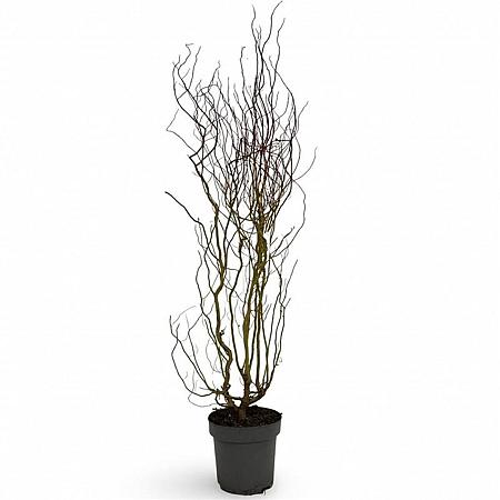 Salix 'Erythroflexuosa' Pot 12 liter 125 - 150 cm
