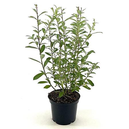 Salix gracilistyla 'Mt. Aso' Pot 3 Liter 30 - 40 cm