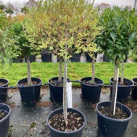 Salix integra 'Hakuro-nishiki' Pot 70 Liter Stam 80 cm