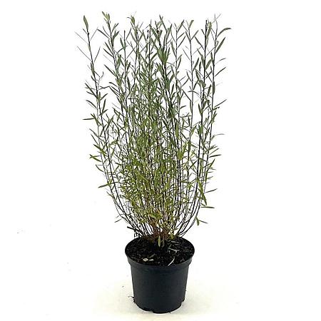 Salix purpurea 'Nana' Pot 3 Liter 30 - 40 cm