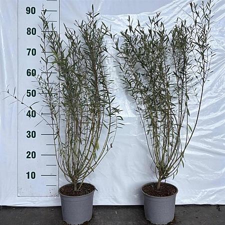 Salix purpurea 'Nana' Pot 2 Liter60 - 80 cm
