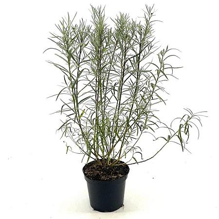 Salix rosmarinifolia Pot 3 Liter 30 - 40 cm