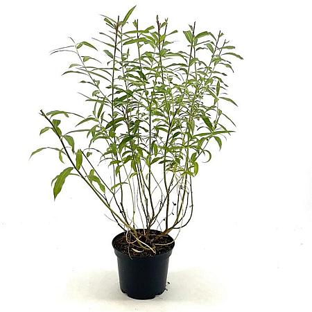 Salix udensis 'Sekka' Pot 3 Liter 30 - 40 cm