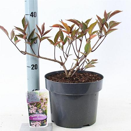 Sambucus nigra Black Beauty Pot 5 Liter 30 - 40 cm