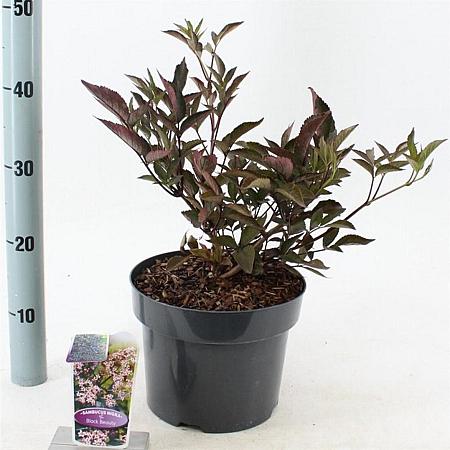 Sambucus nigra Black Beauty Pot 5 Liter 30 - 40 cm