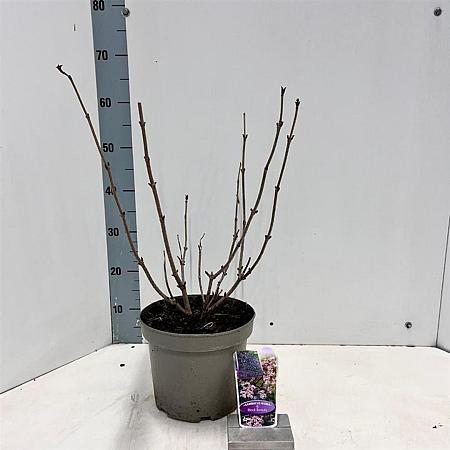 Sambucus nigra Black Beauty Pot 5 Liter 30 - 40 cm