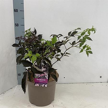 Sambucus nigra Black Beauty Pot 5 Liter 30 - 40 cm