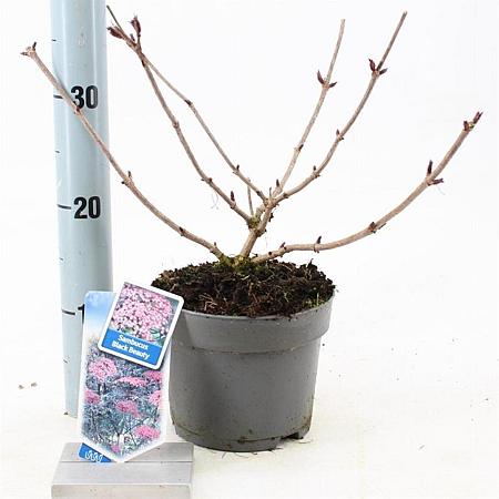 Sambucus nigra Black Beauty Pot 2 Liter30 - 40 cm