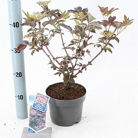 Sambucus nigra Black Beauty Pot 2 Liter30 - 40 cm