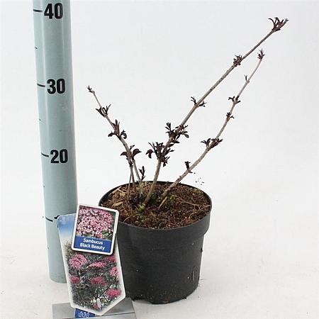 Sambucus nigra Black Beauty Pot 2 Liter30 - 40 cm