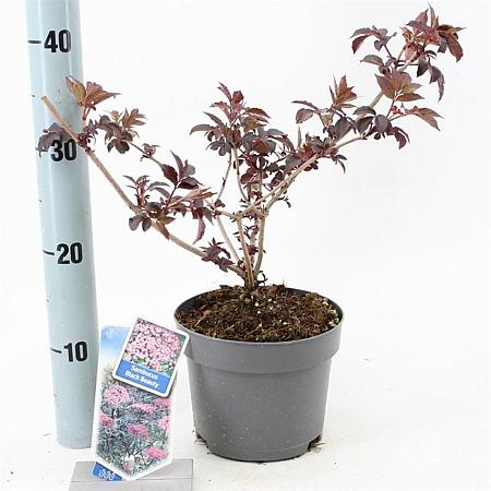 Sambucus nigra Black Beauty Pot 2 Liter30 - 40 cm