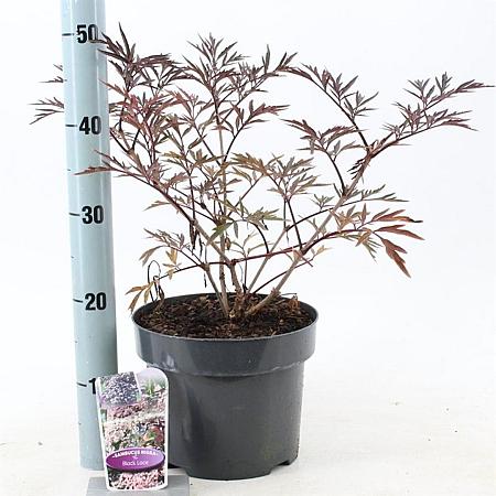 Sambucus nigra Black Lace Pot 5 Liter 30 - 40 cm